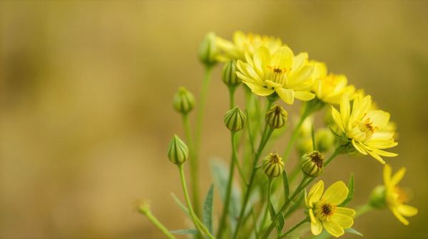 Top critères pour évaluer les fleurs de CBD en Suisse